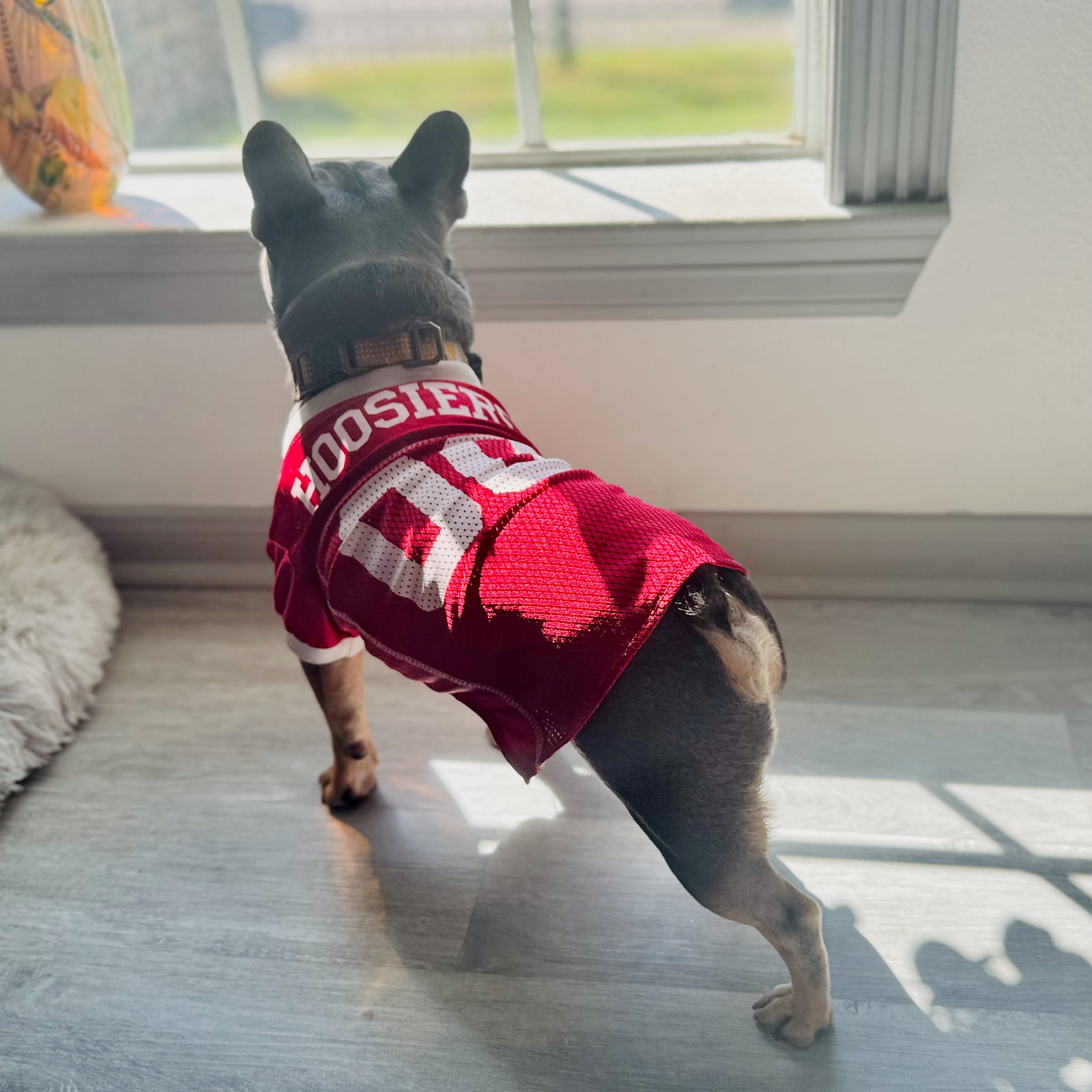 A small dog wearing a crimson Hoosiers jersey